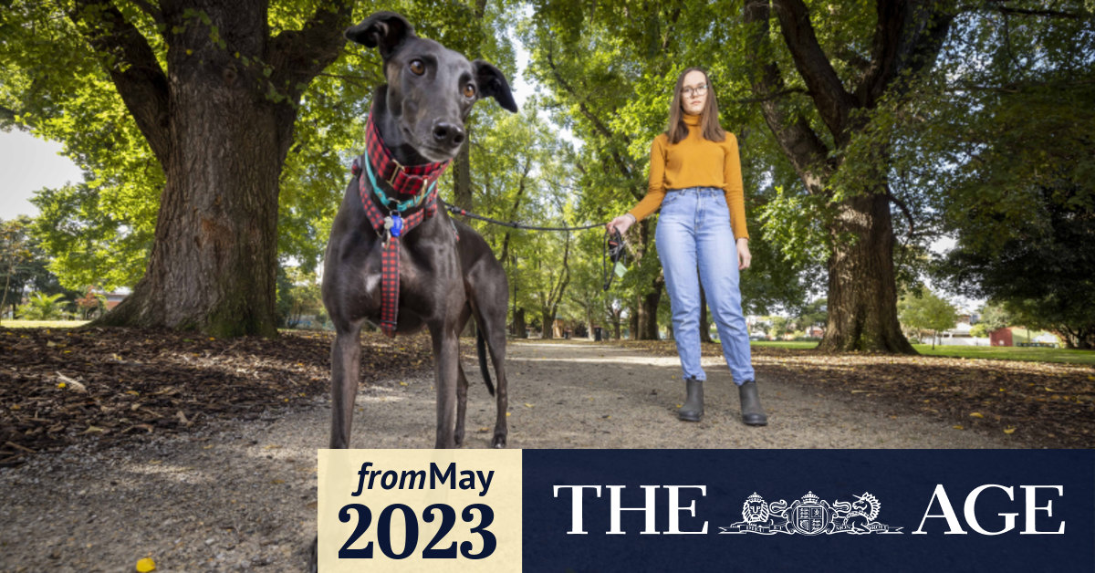 Greyhound leash store